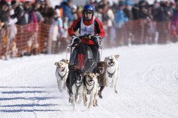 Lenk 2013